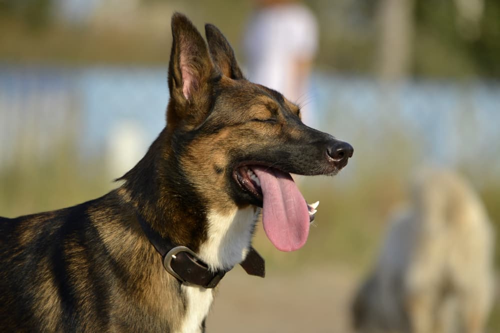 Heat Stroke in Dogs