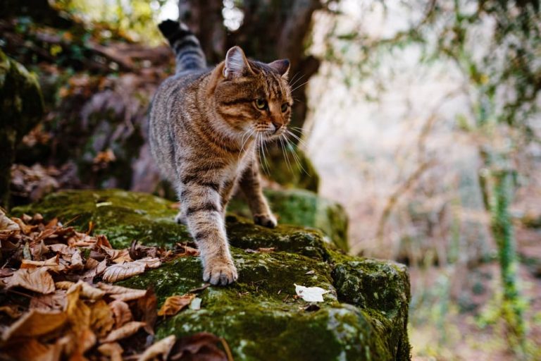 Cat walking along forest floor