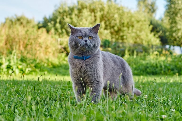 Cat wearing a cat flea collar in the grass