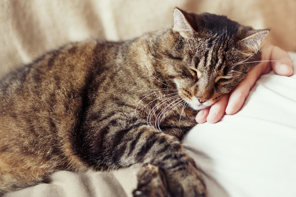 Pain Management for Cats: A Holistic Care Guide