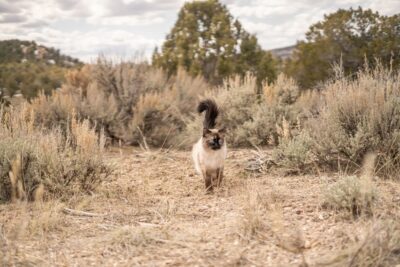 Pet Cat Lost in Yellowstone Travels More Than 800 Miles to Find Way Home