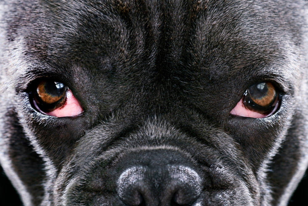 Cherry Eye in Dogs