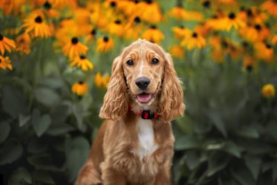 Cocker Spaniel