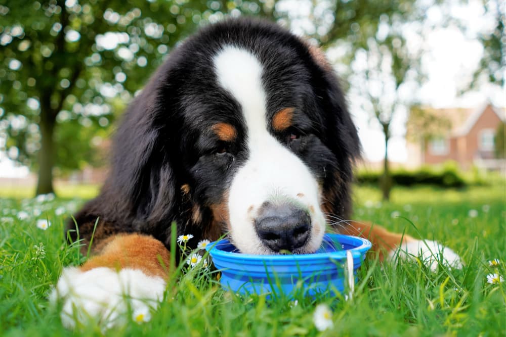 Dehydration in Dogs