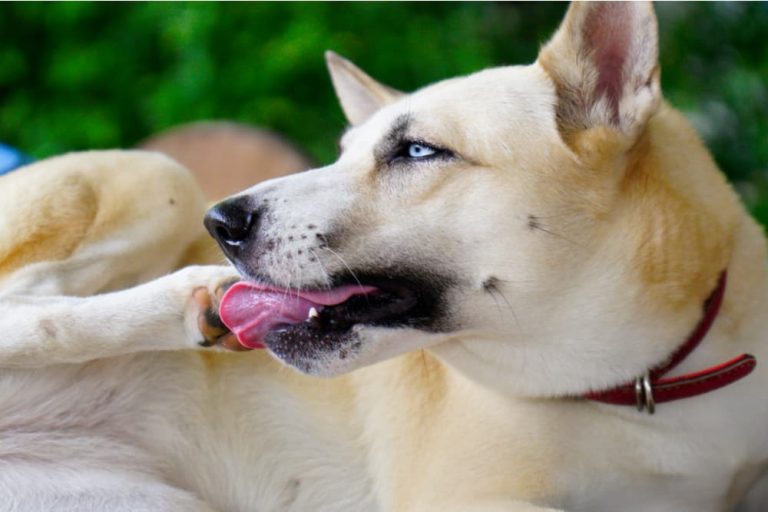 Dog chewing and licking paw