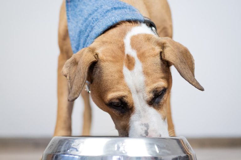 Dog eating from food bowl