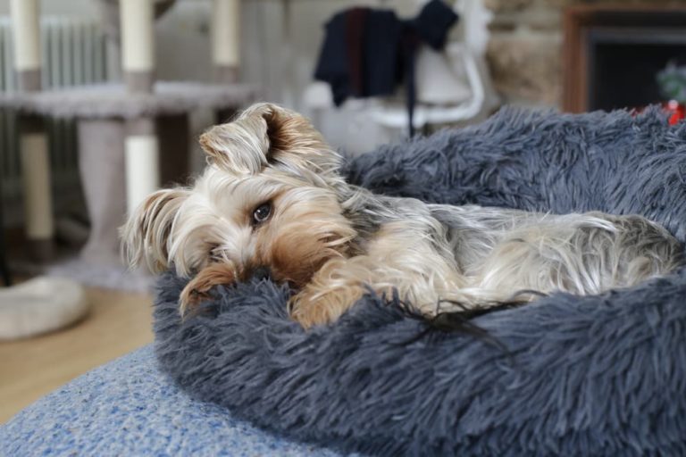 Dog sleeping in bed