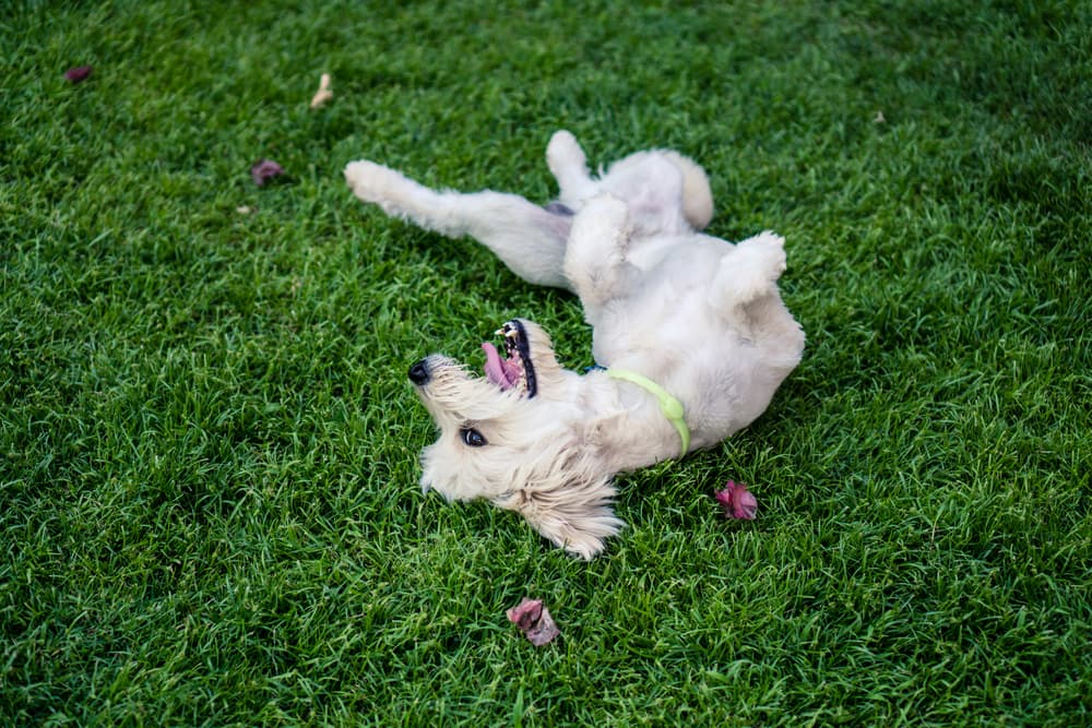 How to Teach a Dog to Roll Over