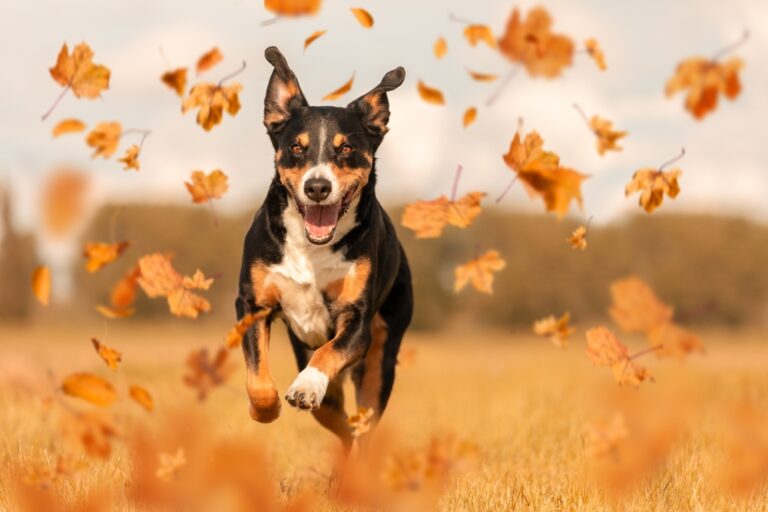 Cute dog with fall allergies amid autumn leaves