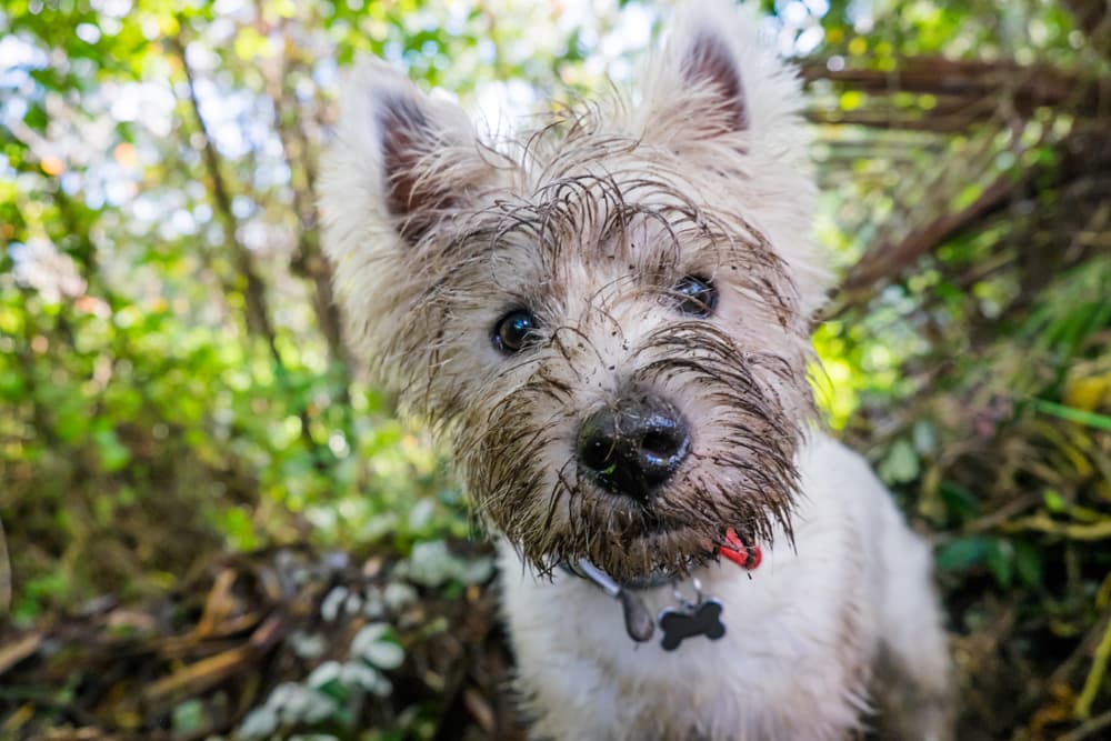 dog with muddy face