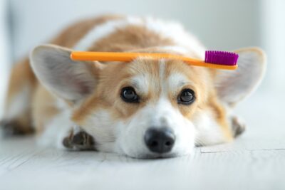 Enzymatic Toothpaste for Dogs: What it is and Products to Try