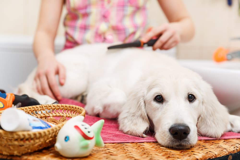 Flea Comb for Dogs: How to Use One