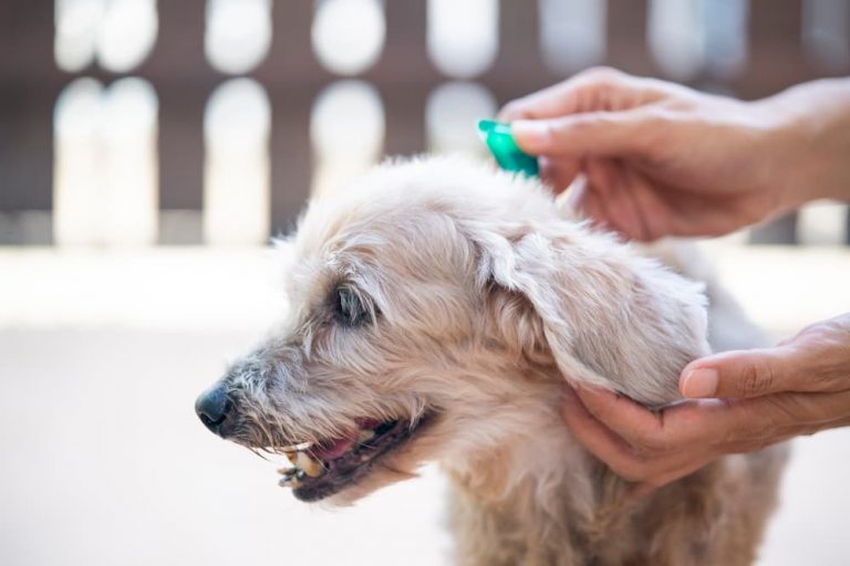 Flea medicine for dogs main image of dog getting topical flea treatment