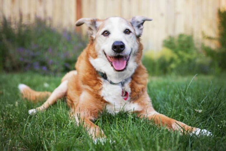 Senior dog practicing training exercises in the grass