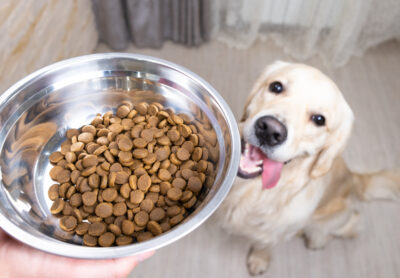 What is Gastrointestinal Dog Food? Info and Veterinarian Product Picks