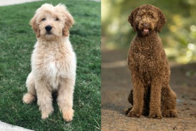 Goldendoodle vs. Labradoodle: Comparing These Doodle Breeds