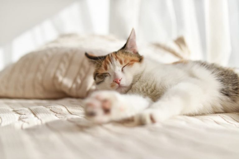 Sleeping cat stretched out on bed