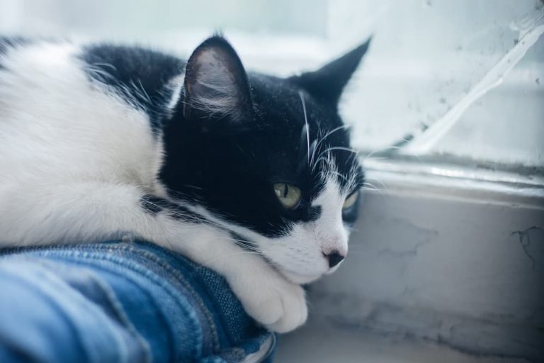 Cat looking sad out of a window