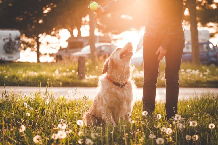 woman with Golden Retriever