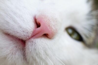 Nasal Polyps in Cats