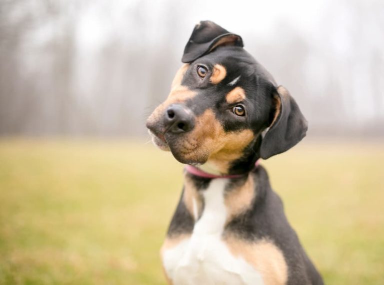 Dog tilting head and listening