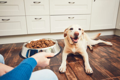 Heart Healthy Dog Food: 4 Vet-Recommended Diets