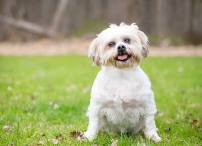 Cloudy Eyes in Dogs