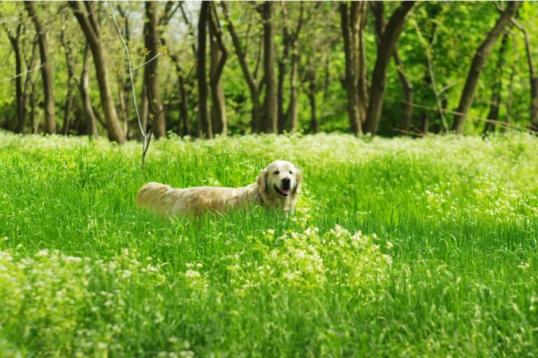 Dog playing in a high grass field