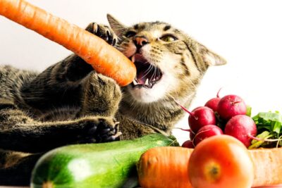 Can Cats Eat Carrots?