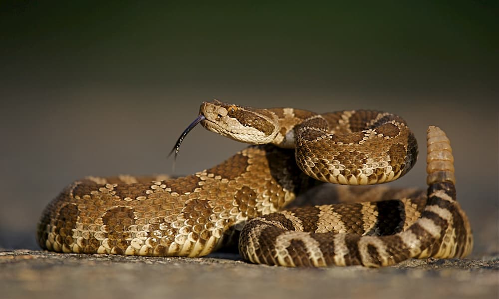 Rattlesnake Vaccine for Dogs