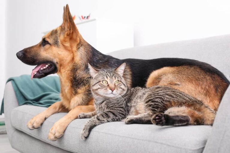 Cat and dog lying together on couch