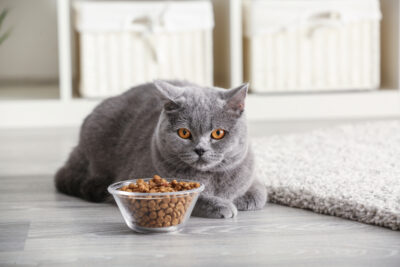 4 Best Cat Foods for Kidney Disease