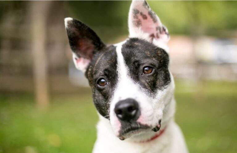 Mixed breed dog with head tilted