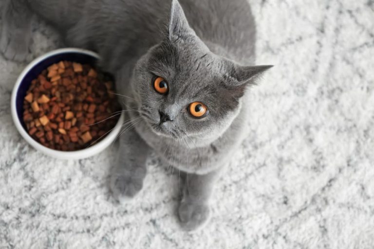 Cat sitting with a bowl of food