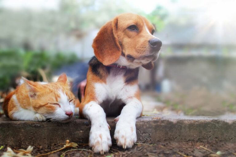 Beagle dog and brown cat lying together on the footpath outdoor in the park