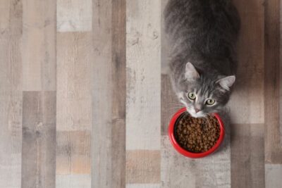 Cat Digestive System: A Closer Look at How It Works