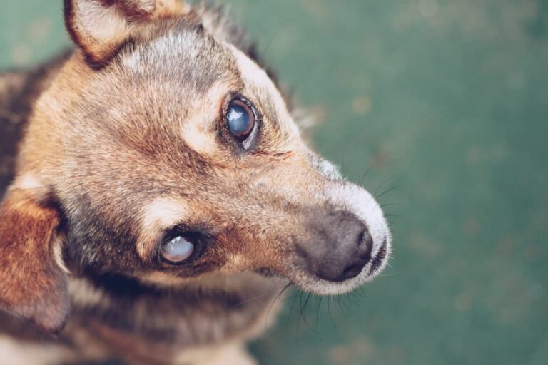 Dog with cataracts