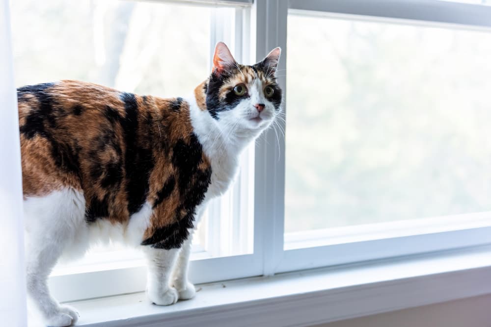 Calico cat on window sill