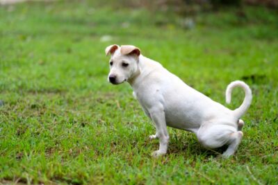 Dog Straining to Pee