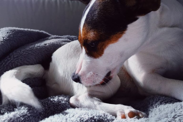 Dog licking fur