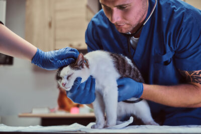 Cat Choking: What to Do and How to Prevent It