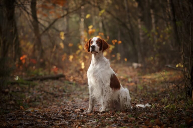 Dog in the woods