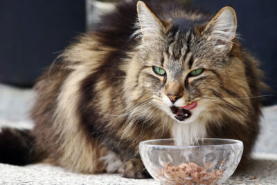 Weight Management Cat Food: 10 Vet-Recommended Options