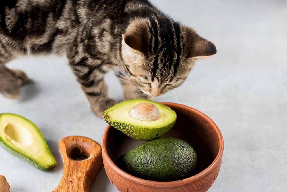 Can Cats Eat Avocado?