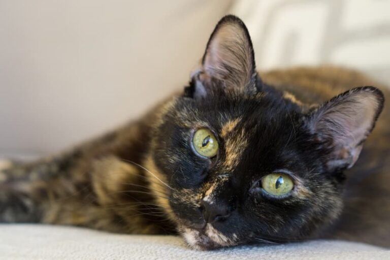 Tortoiseshell cat with green eyes