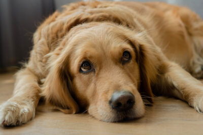 Lethargic Dog: Causes and How to Help