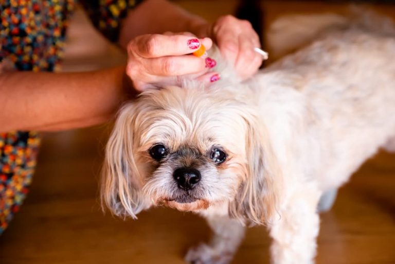 Dog getting a shot of insulin from owner