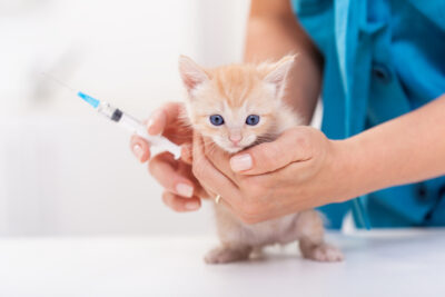 How Much Do Kitten Shots Cost?