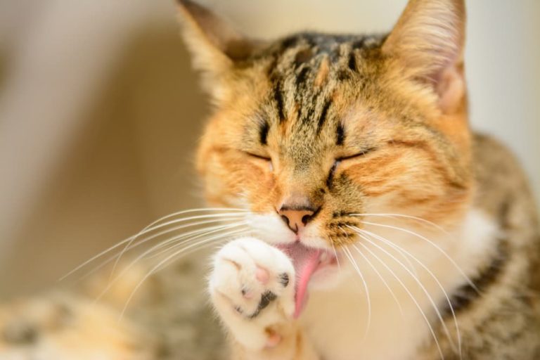 Cat grooming herself