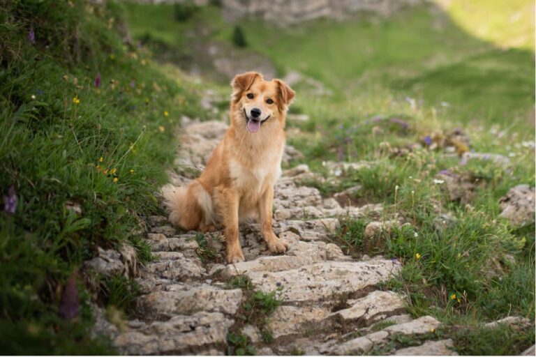 Dog on a hike near long grass